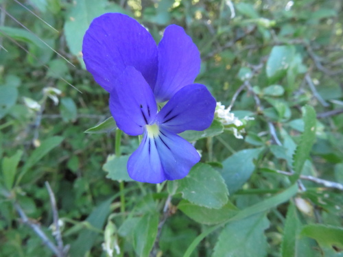 Etruscan violet (Viola etrusca)
