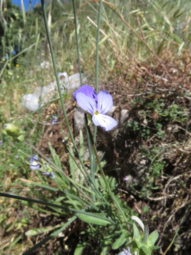 Image of Viola etrusca by (c) Milan Chytrý, some rights reserved (CC BY)