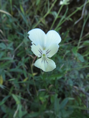 Image of Viola etrusca by (c) Milan Chytrý, some rights reserved (CC BY)
