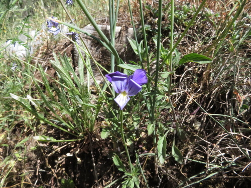 Image of Viola etrusca by (c) Milan Chytrý, some rights reserved (CC BY)