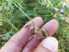 Astragalus emoryanus