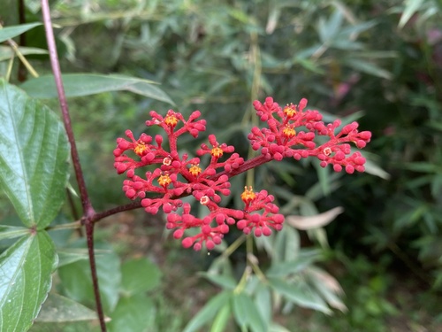 Cissus erosa image