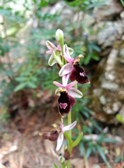 Ophrys bertolonii balearica