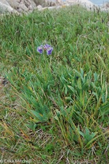 Iris hookeri