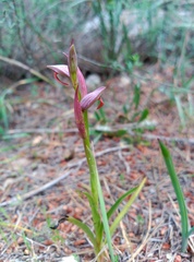 Serapias parviflora