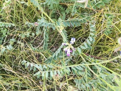Astragalus emoryanus