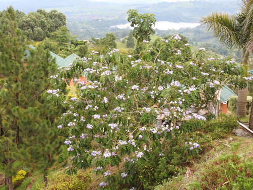 blue potato tree