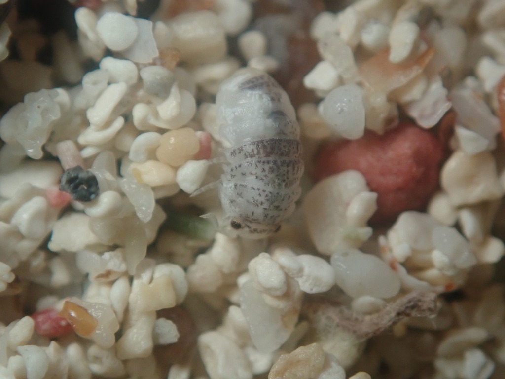 Marcuzzi's Calloused Beach Pillbug