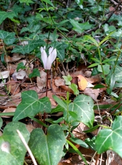 Cyclamen balearicum