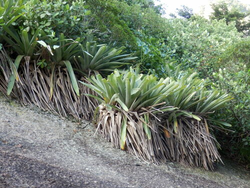 Alcantarea glaziouana (Alcantarea glaziouana)