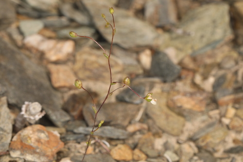 Image of Nemacladus morefieldii by (c) Steve Matson, some rights reserved (CC BY)