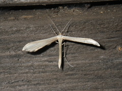 Hellinsia homodactylus