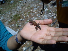 Sceloporus parvus