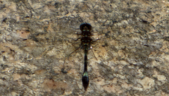 Macrothemis pseudimitans