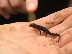 Gonatodes caudiscutatus