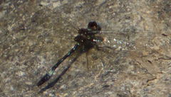 Macrothemis pseudimitans