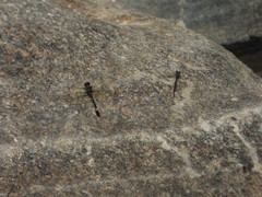 Macrothemis pseudimitans