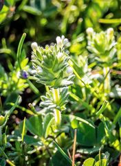 Parentucellia flaviflora