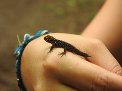 Gonatodes caudiscutatus
