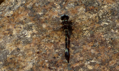 Macrothemis pseudimitans
