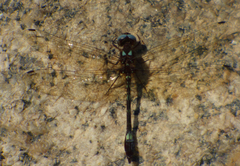 Macrothemis pseudimitans