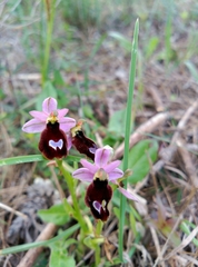 Ophrys bertolonii balearica