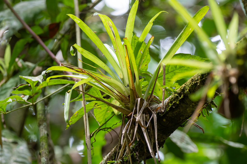 Guzmania bromeliad growing