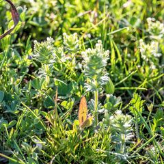 Parentucellia flaviflora