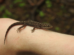 Phyllodactylus reissii