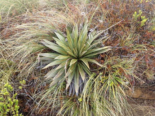 Celmisia coriacea, photograph 6