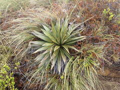 Celmisia coriacea, photograph (c) Leon Perrie, some rights reserved (CC BY)