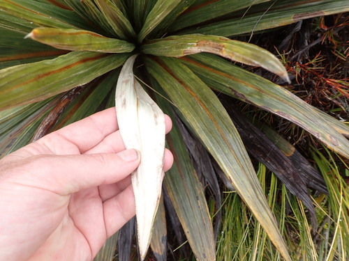 Image of Celmisia coriacea by (c) Leon Perrie, some rights reserved (CC BY)