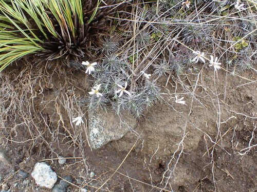 Image of Celmisia laricifolia by (c) Leon Perrie, some rights reserved (CC BY)