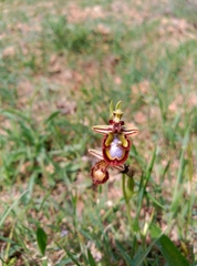 Ophrys speculum