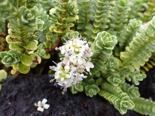Image of Veronica murrellii by (c) Leon Perrie, some rights reserved (CC BY)