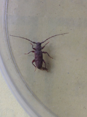 Opsimus quadrilineatus