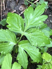 Hydrophyllum virginianum