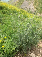 Echinops adenocaulos