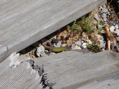 Podarcis carbonelli carbonelli