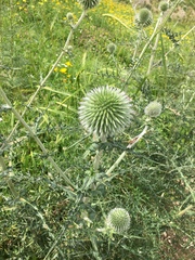 Echinops adenocaulos