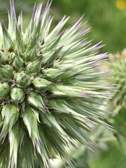 Echinops adenocaulos