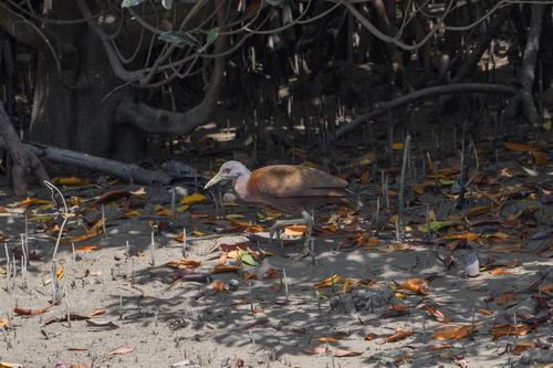 Chestnut Rail (Gallirallus castaneoventris), photo 9