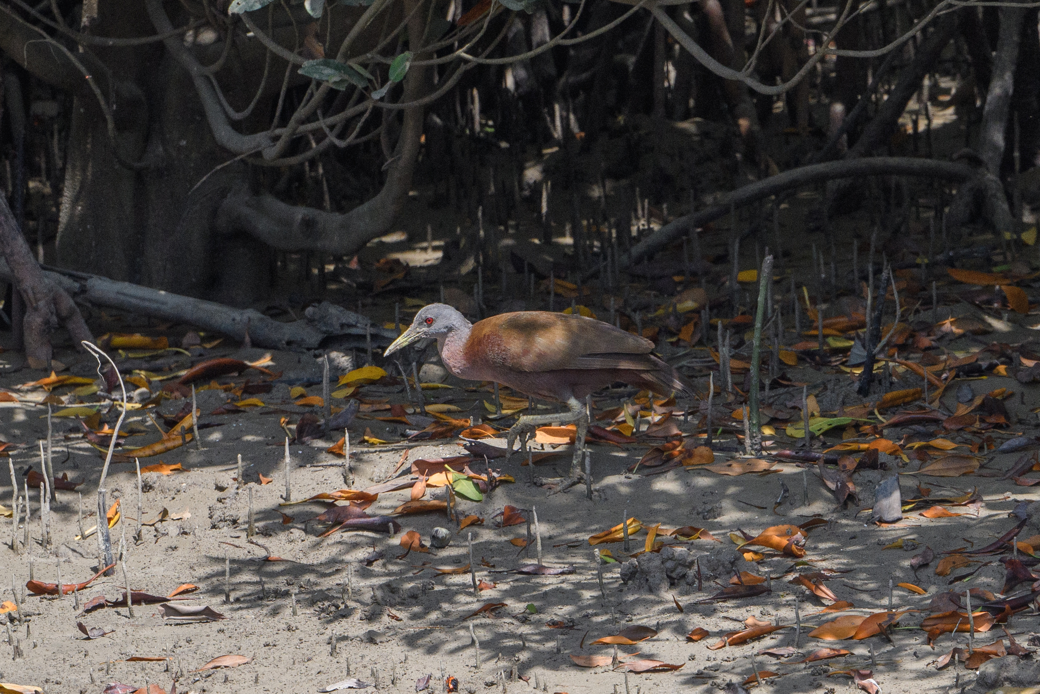 Chestnut Rail (Gallirallus castaneoventris), photo 10