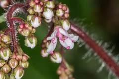 Saxifraga spathularis