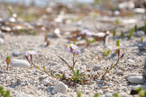 Malcolmia maritima iNat (1)