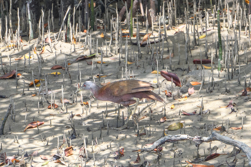 Chestnut Rail (Gallirallus castaneoventris), photo 10