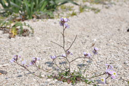 Malcolmia