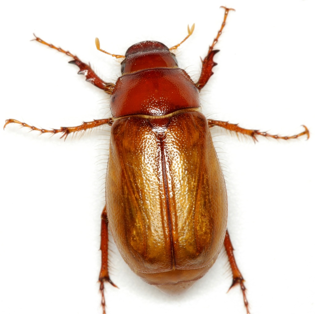 Phyllophaga planeta