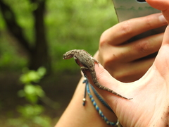 Phyllodactylus reissii