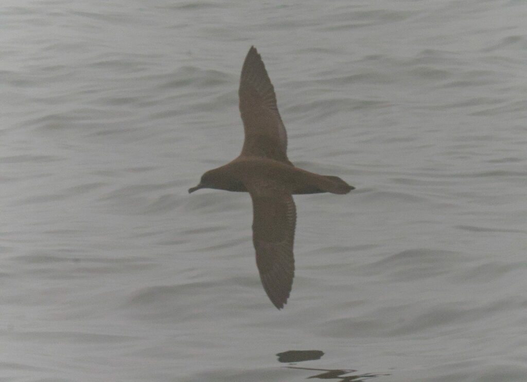 Sooty shearwater seen from above, gliding on long narrow wings over the sea